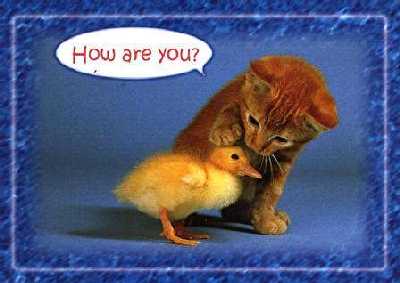 CHAT & CANARD